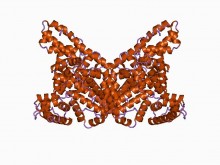 Albumin