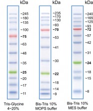 Protein Ladder
