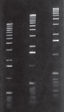 Agarose LE gel in 1X TAE buffer 
From Right to Left
Lane 1 -0.75 %
Lane 2 -1 %
Lane 3 -1.25 %

Marker: 1 Kb Ladder.