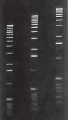 Agarose LE gel in 1X TAE buffer 
From Right to Left
Lane 1 -0.75 %
Lane 2 -1 %
Lane 3 -1.25 %

Marker: 1 Kb Ladder.
