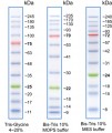 Protein Ladder