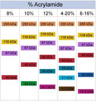 Sds+page+gel+percentage