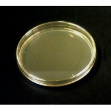 Worm Plates